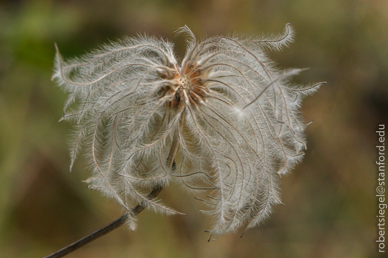 seeds